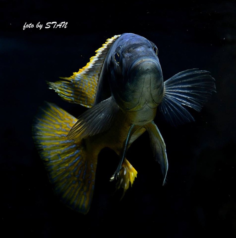 Taeniochromis holotaenia